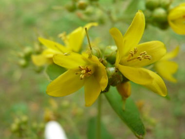 Fleurs jaune vif regroupées en panicule présentant quelques feuilles à la base. Agrandir dans une nouvelle fenêtre (ou onglet)